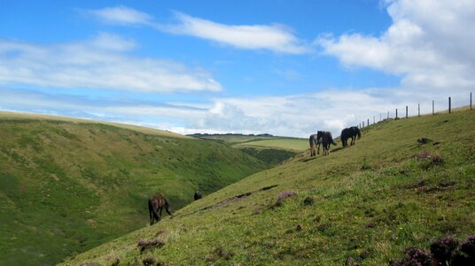 Horses grazing in Scrade valley