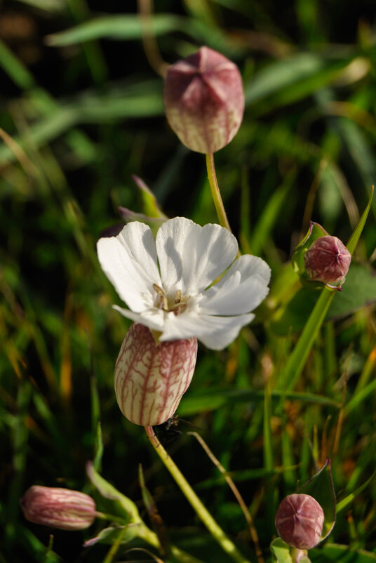 Sea Campion beside the coast path