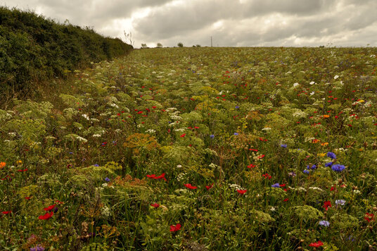 Wildflowers beside the footpath from Sea Mills 