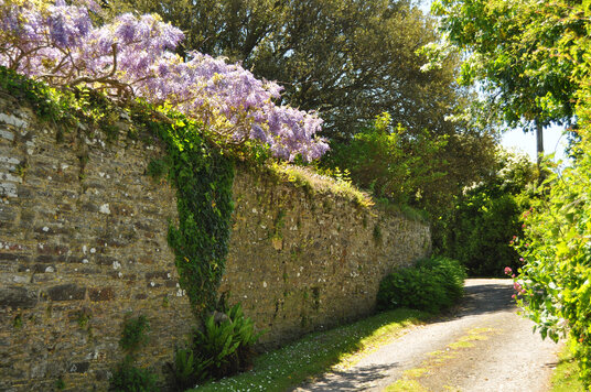 Wisteria at Sea Mills