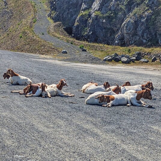 Goats near the sea salt factory