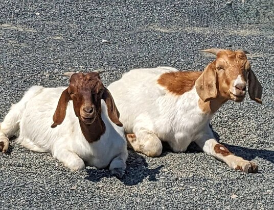 Goats near the sea salt factory