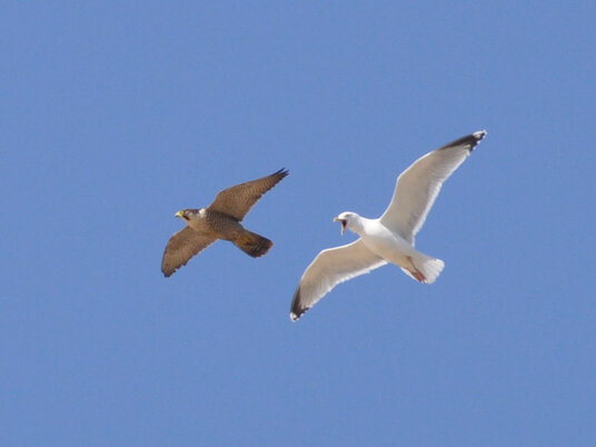 Gull chasing away a peregrine falcon at Holywell