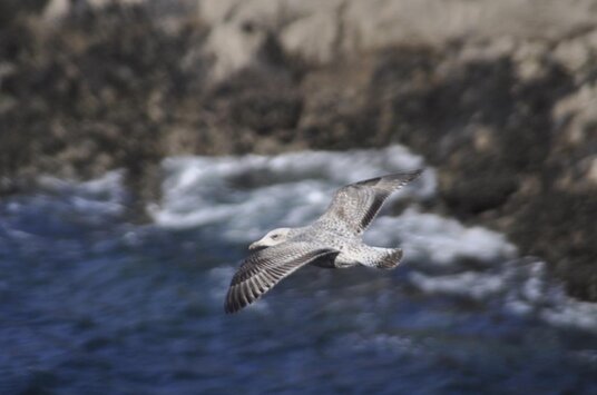 Gull at Doyden Point