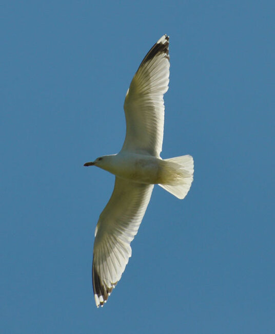 Gull riding a thermal above Carnewas