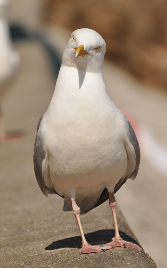 Seagull at Porthpean