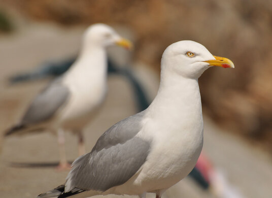 Seagulls at Porthpean