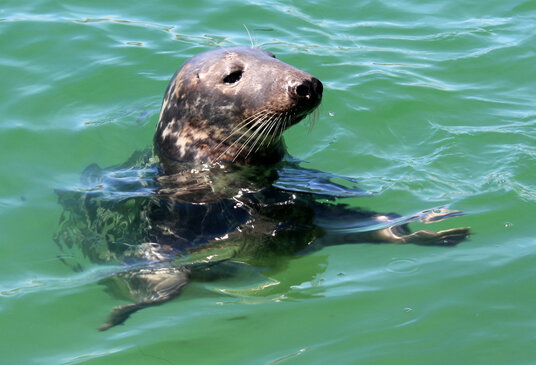 Seal near Newquay