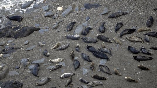 Seals near Boscastle