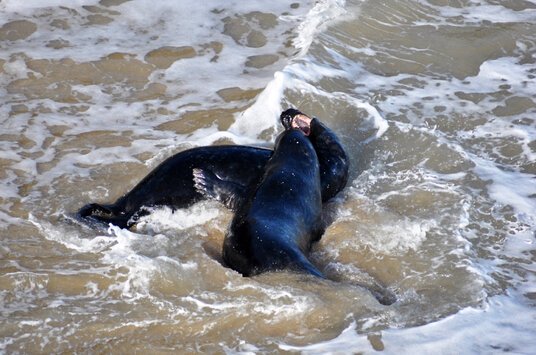 Seals wrestling near Newquay
