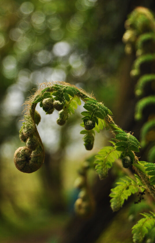 Fern beside the bridleway at Seaton