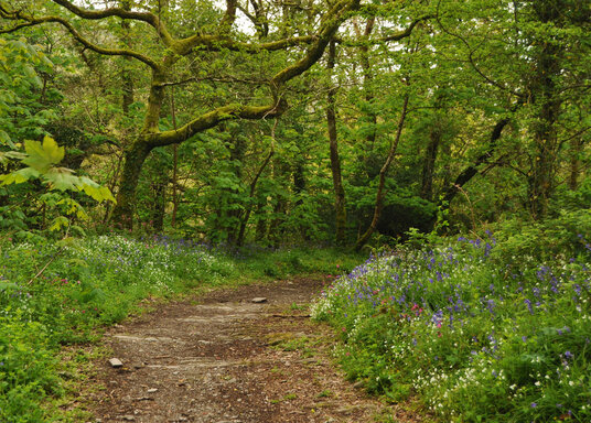 Wildflowers along the bridleway at Seaton