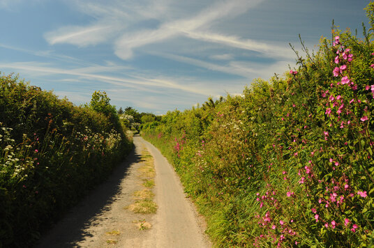 Lane near Seaton