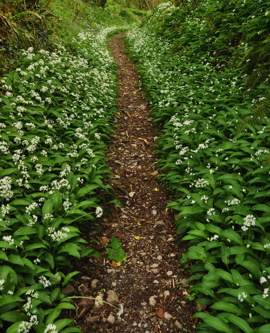 Wild garlic along the bridleway at Seaton