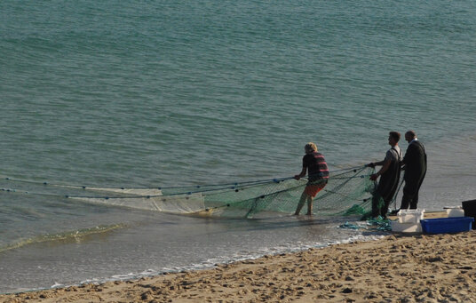 Hauling the nets
