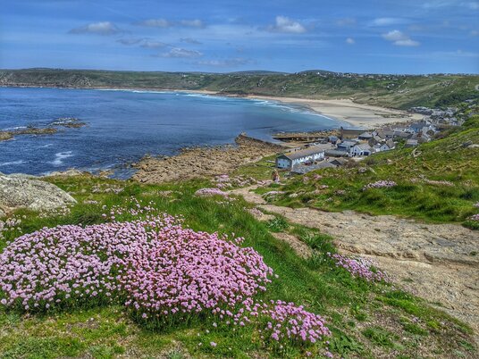 Thrift overlooking Sennen Cove