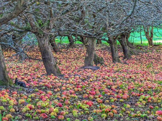 Apples in September