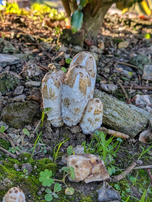 Shaggy Inkcap