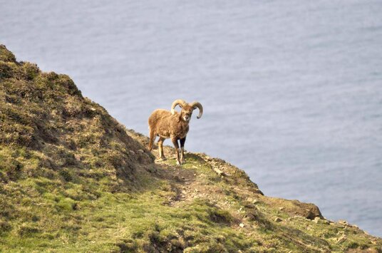 Sheep on the coast near Cambeak