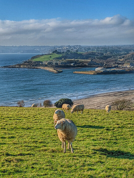 Sheep in the fields near Par