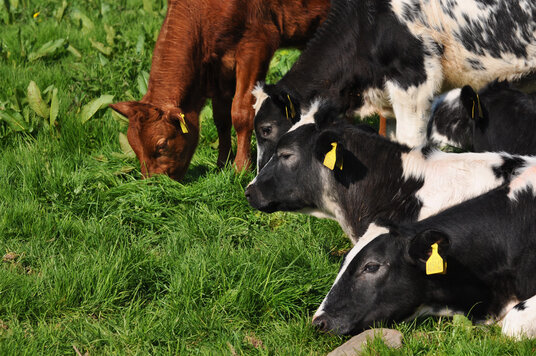 Calves beside the lane from Portwrickle Farm