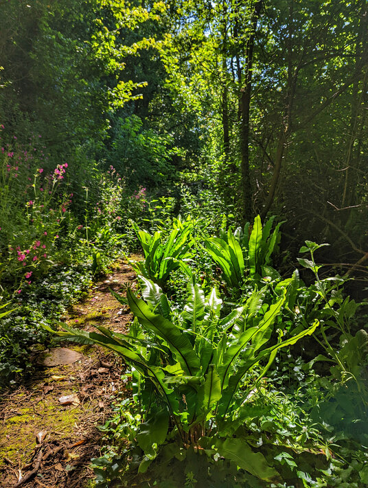 Footpath to Trewrickle