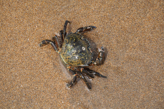 Shore crab on Sandymouth beach