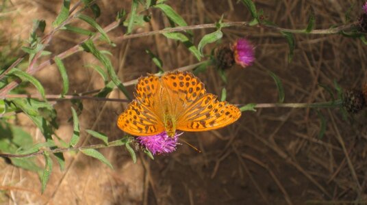 Silver-washed Fritillary butterfly on the coast path near Cleave Strand