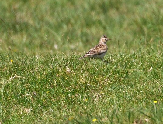 Skylark on the moor