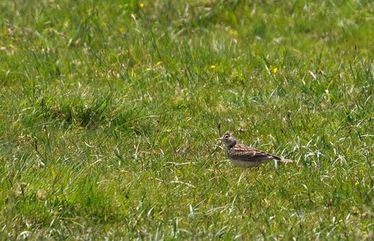 Skylark on the moor