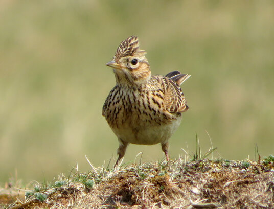 Skylark at Penhale Sands
