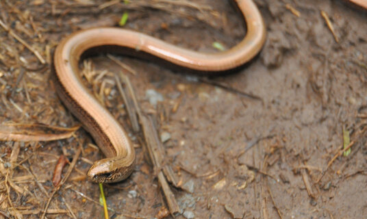 Slow worm on the coast path