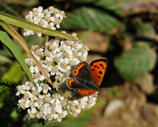 Small Copper butterfly on the coast path