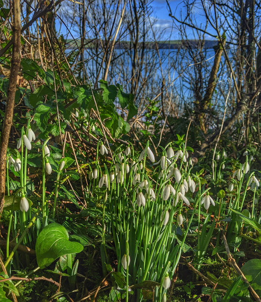 Snowdrops near Porthbean Beach