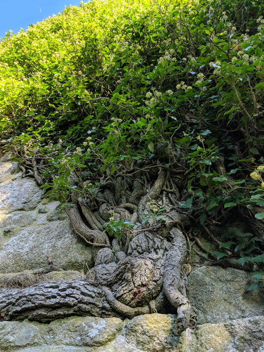 Ivy on Jope's Engine House