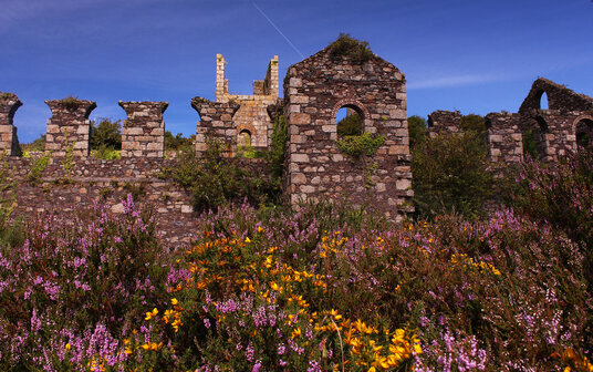 Heather at Wheal Basset