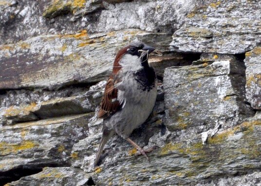 Sparrow in Treligga