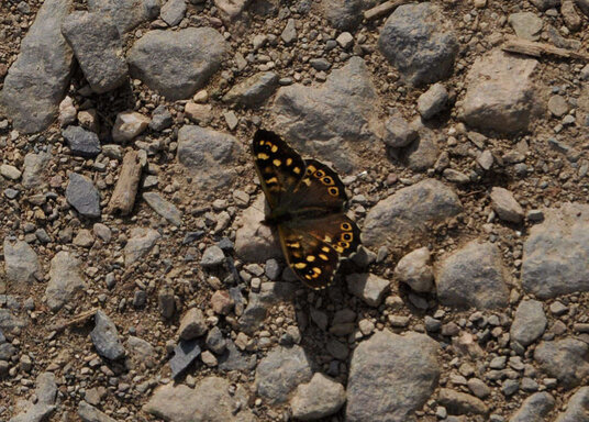 Speckled Wood butterfly on the track to Pencarrow
