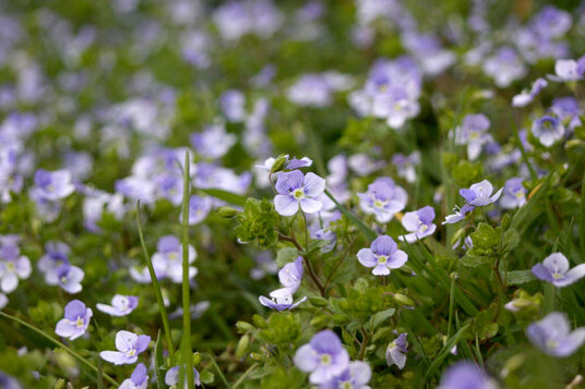 Speedwell flowers at Jeffrey's Pit