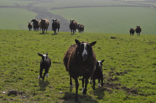 Spring lamb at Dizzard