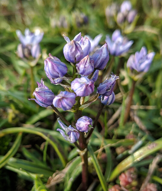 Squill Flowers