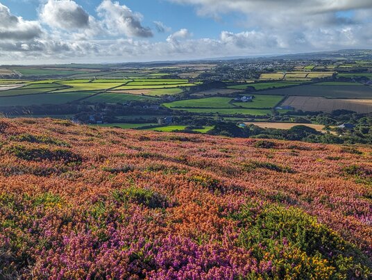Heather on St Agnes Beacon