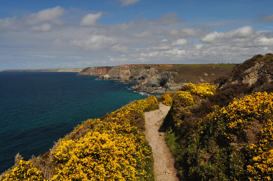 Gorse on the footpath to St Agnes