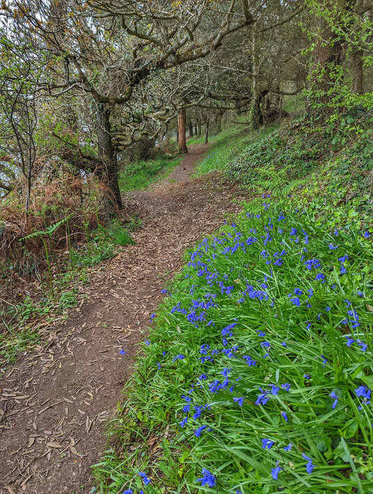 Bluebells on the approach to Froe
