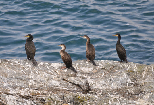 Cormorants near St Anthony Lighthouse