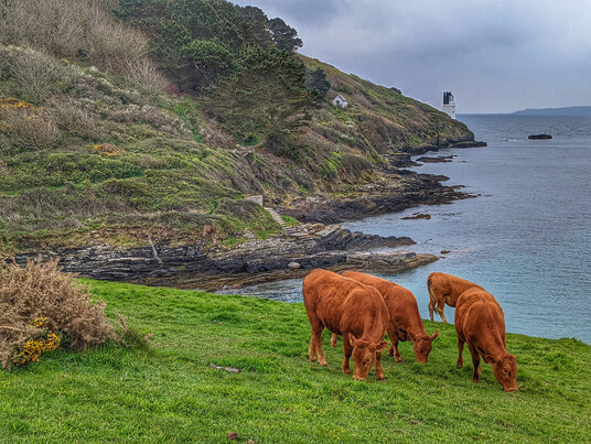 Cows near Great Molunan