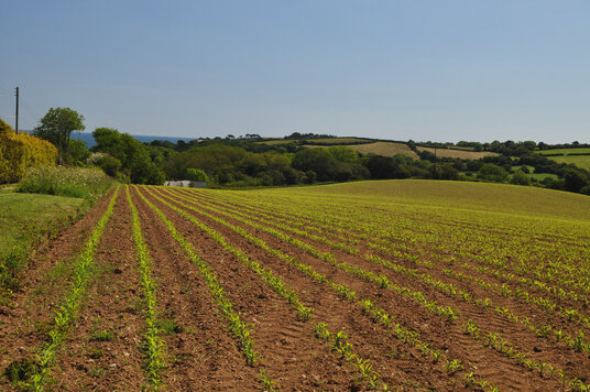 Fields by the footpath to St Anthony