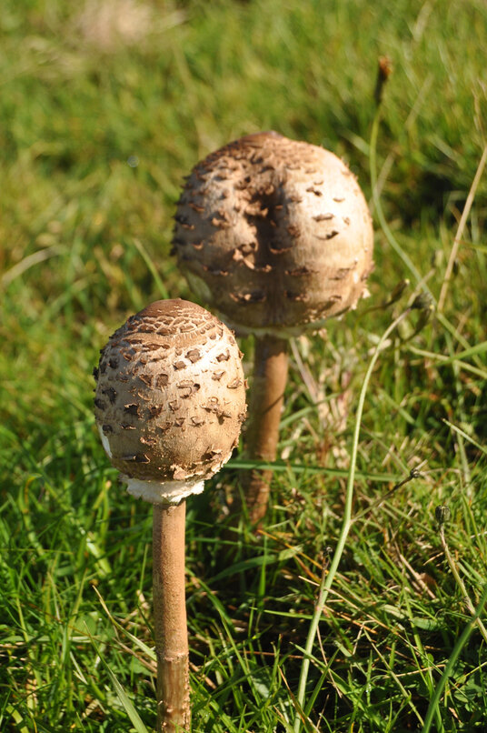 Parasol Mushrooms