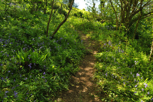Bluebells at St Breock