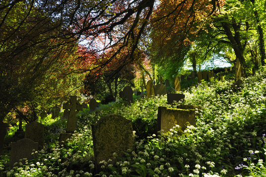 Wild garlic in the churchyard